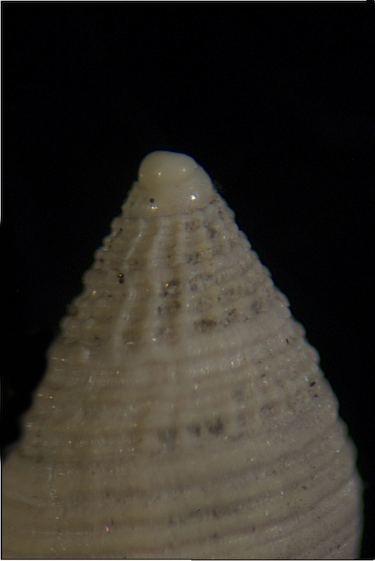 Mitromorpha mediterranea?